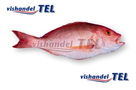 Red snapper.jpg Red snapper.jpg